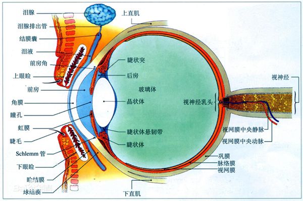 眼（又称眼睛，目）是一个可以感知光线的器官。